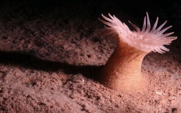 Ученые обнаружили в Тихом океане 5 тысяч ранее неизвестных существ (фото)