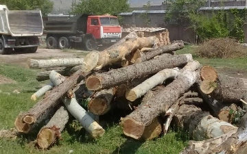 В Ташобласти прекратили дело о вырубке деревьев на миллиард сумов