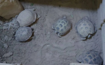Житель Кашкадарьи нанес ущерб на 51 млн сумов, держа дома краснокнижных черепах и варанов