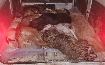 В одной из махаллей Андижана сотрудники благоустройства застрелили всех собак