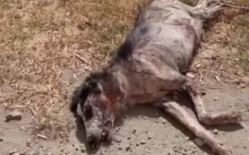 В Сырдарье убитую собаку приняли за чупакабру (видео 18+)
