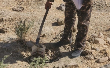 В Кашкадарье снова повредили кусты таджикской ферулы: ущерб составил 403 млн сумов