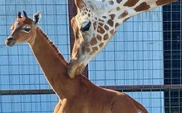 В США появился на свет уникальный жираф без пятен