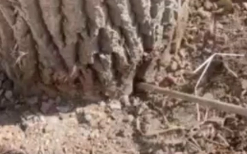 В Ташкенте предприниматель искусственно засушил деревья ради застройки (видео)