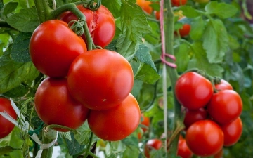 Узбекские ученые вывели новый высокоурожайный сорт помидоров