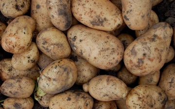 Узбекистан стал закупать почти в 15 раз больше картошки из Казахстана