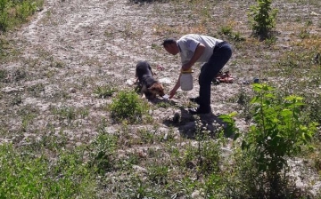В Хорезме сотрудники службы отлова отравили более 10 собак 