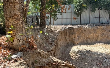 В Ташкенте застройщик намеренно повредил деревья: ущерб составил почти 250 млн сумов