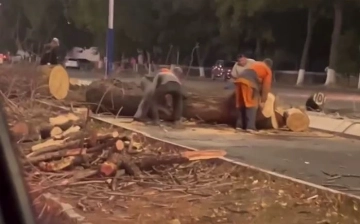 На Чиланзаре срубили почти 30 многолетних деревьев (видео)