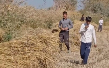 В Хорезме школьников привлекли к сбору риса (видео)