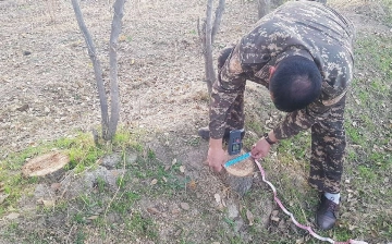 В Кашкадарье мужчина незаконно срубил более 20 деревьев