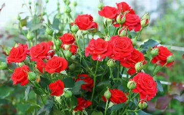 Более 3 тысяч роз из Узбекистана сожгли в России из-за опасного насекомого
