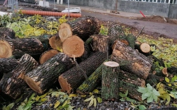 В Узбекистане ужесточат ответственность за незаконную вырубку деревьев