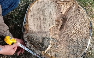 В Самарканде неизвестные срубили многолетние деревья более чем на 700 млн сумов