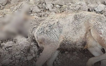 В Каракалпакстане браконьер убил краснокнижного оленя: ущерб оценили в 1 млрд сумов