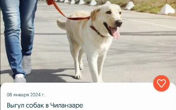 В Ташкенте набирает популярность услуга выгула собак за деньги 