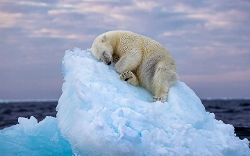 Ученые заявили, что белые медведи оказались под угрозой вымирания из-за потепления Арктики