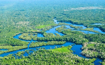 Ученые заявили, что площадь тропических лесов Амазонии может сократиться почти на 50%