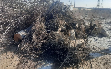 В Бухаре незаконно срубили свыше 20 декоративных деревьев
