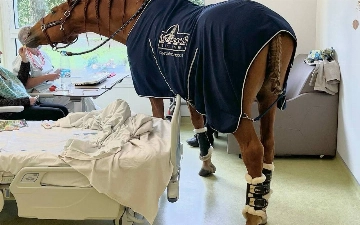 В больнице Франции работает необычный врач — конь по кличке Пейо