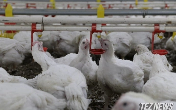 Правительство Узбекистана отменило ограничения на экспорт мяса птицы