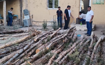 В Самарканде стройкомпания незаконно вырубила свыше 30 деревьев