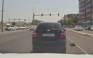 В Ташкенте правоохранители разыскали гражданина, выбросившего кошку из окна авто