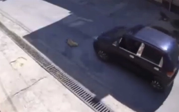 Под Ташкентом водитель Matiz намеренно переехал собаку