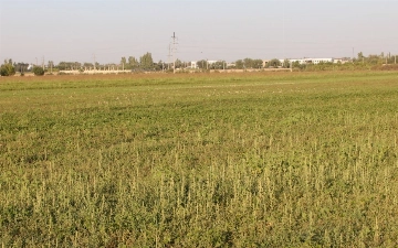 Власти Узбекистана упростили порядок продажи земельных участков