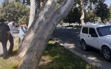 В Самарканде срубили несколько чинар: экологи заявили, что они утратили устойчивость 
