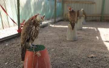 Bo‘stonliqda lochinlarga shafqatsiz munosabat qilgan shaxs tabiatga qariyb 5 mlrd zarar yetkazgani aniqlandi