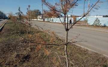 В Узбекистане из-за жары и слабого полива засохли 27,5 млн деревьев