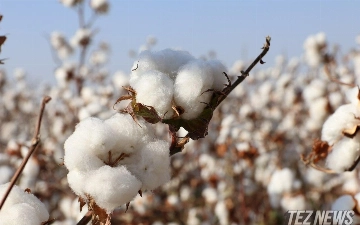 Surxondaryo va Buxoroda fuqarolar paxta terimiga majburlayotgani aytilmoqda