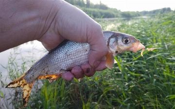 Buxoroda noqonuniy baliq ovlanishi oqibatida tabiatga 107 mln so‘m zarar yetkazildi