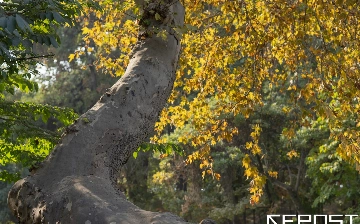 Синоптики рассказали, какая погода ждет узбекистанцев перед выходными