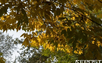 Тепло и сухо: какая погода ждет узбекистанцев на выходных