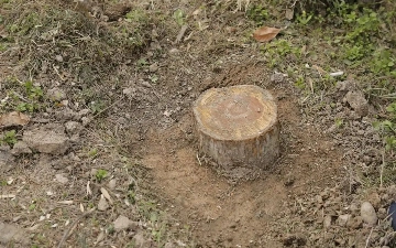 Toshkentda 174 ta daraxt kesilishi oqibatida 1,4 mlrd so‘m zarar yetkazildi