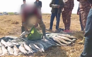 В Сырдарье мужчины незаконно ловили рыбу: ущерб составил более чем полмиллиарда сумов