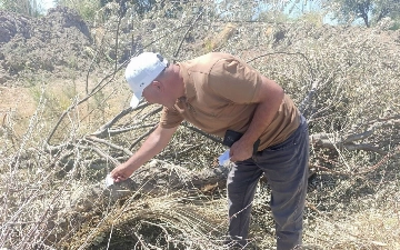 Buxoroda daraxtlarni kesib tashlagan fuqaro tabiatga 189 mln so‘m zarar yetkazdi