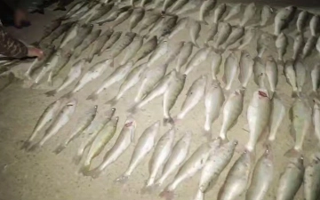 В Навои браконьеры незаконно ловили рыбу: ущерб составил почти 700 млн сумов