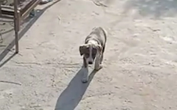 Под Ташкентом мужчина убил свою собаку и разделал ее на мясо