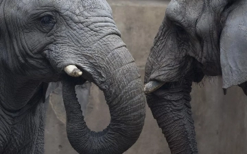 На Бали запретили катание туристов на слонах