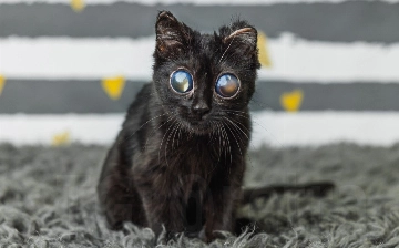 Котенок с огромными глазами покорил интернет