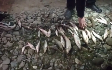 В Андижане поймали браконьера, незаконно ловившего рыбу: ущерб составил более 350 млн сумов