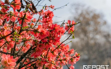 Синоптики рассказали, какая погода ждет узбекистанцев на Навруз