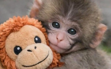 Маленький Панч стал звездой: как макака из Японии увеличила посещаемость зоопарка в 4 раза