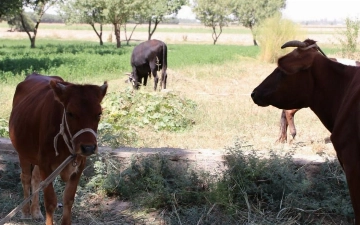 В Узбекистане выставят на аукцион еще 100 тысяч га сельскохозяйственных земель на основе новой системы