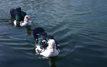 В Ташкенте создадут 12 искусственных озер и водоемов