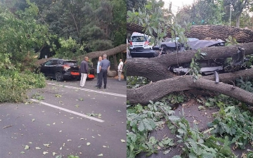 В центре Ташкента крупное дерево упало на два автомобиля