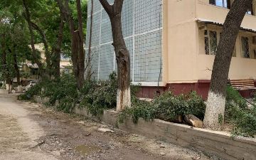 В Ташкенте срубили несколько десятков деревьев